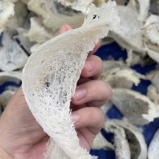 Tổ yến thô loại đặc biệt 50gr và 100gr